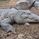 Illustration for article titled Smonday Crocodilian - Crocodylus novaguineae Edition